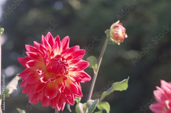 Obraz 東京町田ダリア園にて日本の秋を感じる