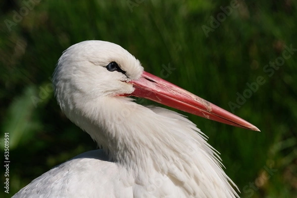 Obraz Kopf des Storches - Portrait