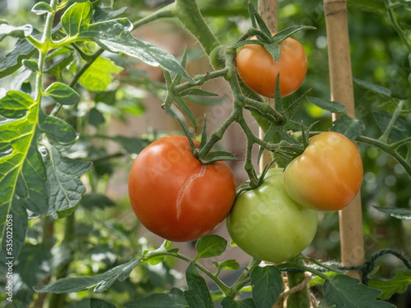 Fototapeta Tomatoes showing after effects of drought - with rain, the skin splits, cracks.