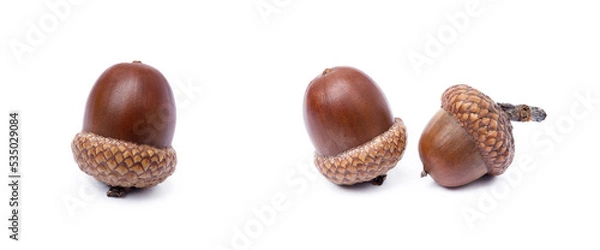 Fototapeta Ripe acorns isolated on a white background
