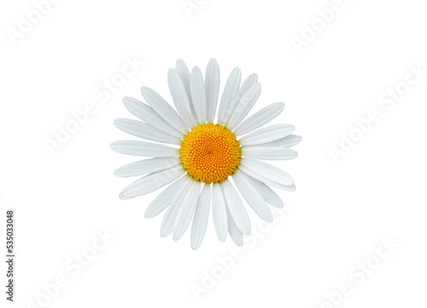 Obraz Daisy blossom isolated on white background
