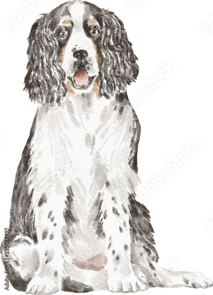 Obraz Springer spaniel dog illustration