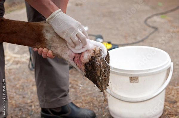 Fototapeta Oczyść ranę