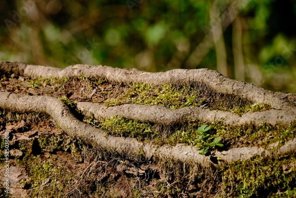 Fototapeta Wurzeln mit Moos