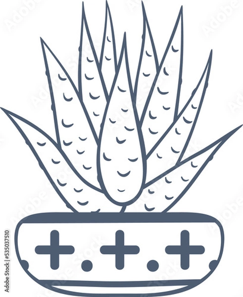 Fototapeta Hand drawn succulent in flowerpot illustration