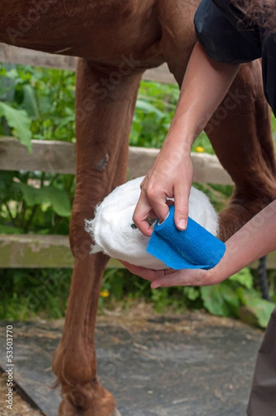 Obraz Bandaging a wound