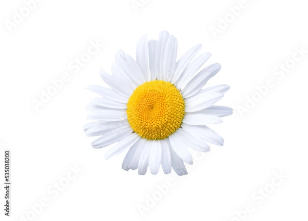 Obraz Daisy blossom isolated on white background