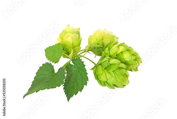 Obraz Green hops on white background