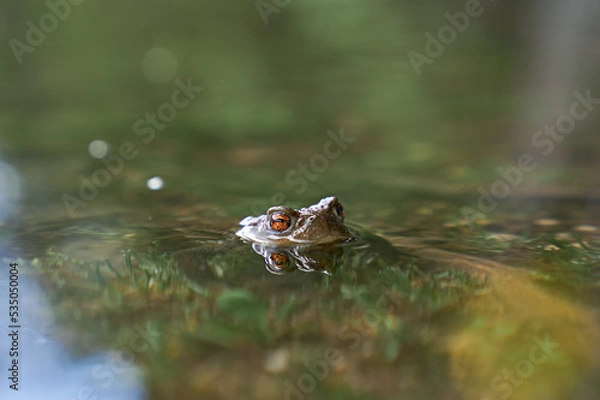 Obraz frog in a lake with the eyes out