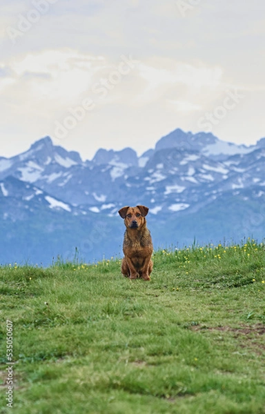 Obraz dog sitting in the field of grass with mountains in the background