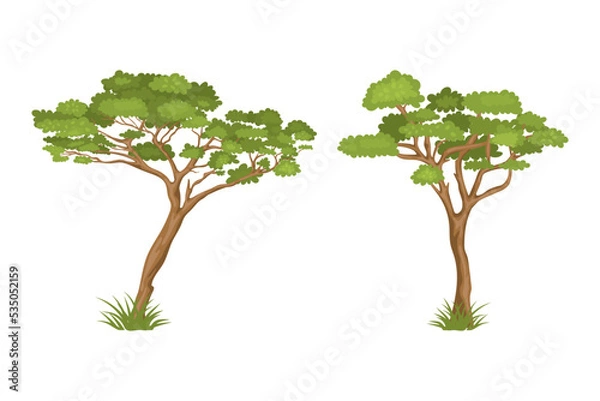 Fototapeta Vector Cartoon Tree Illustration Set. Nature Concept. Green Trees Isolated on White