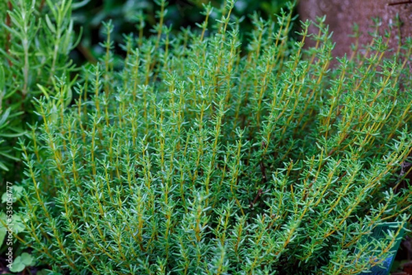 Fototapeta Frischer güner Thymian Thymus vulgaris