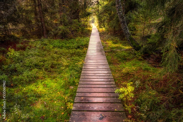 Obraz path in the woods