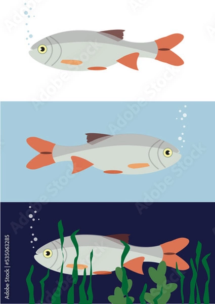 Obraz Forelle, Illustration