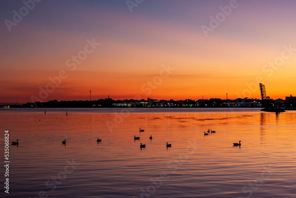 Obraz Geese at Sunset