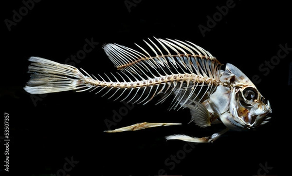Fototapeta fish skeleton bone isolated on black background