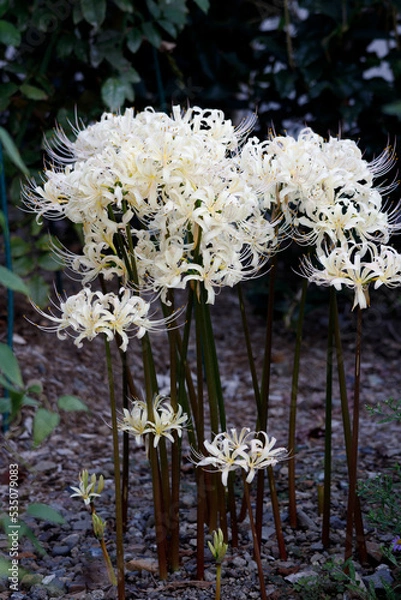 Obraz 2022秋01-彼岸花