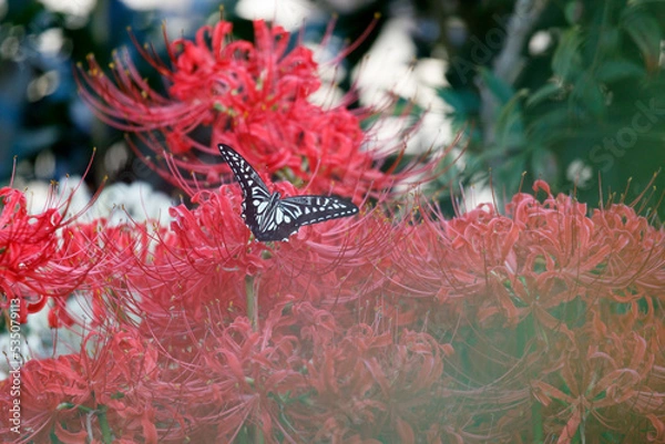 Obraz 2022秋01-彼岸花