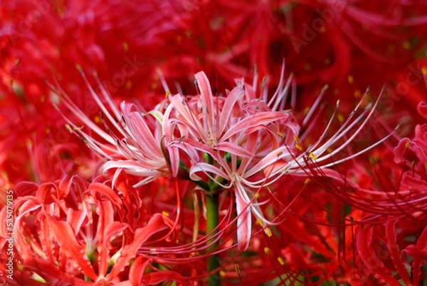 Obraz 2022秋01-彼岸花