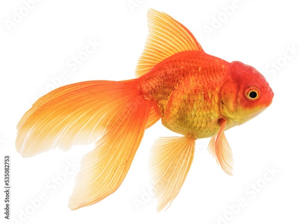 Obraz Fancy Oranda Gold Fish