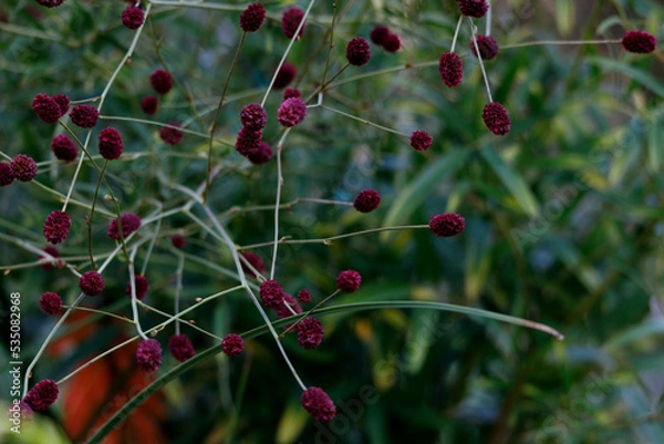 Obraz 2022秋02-草花