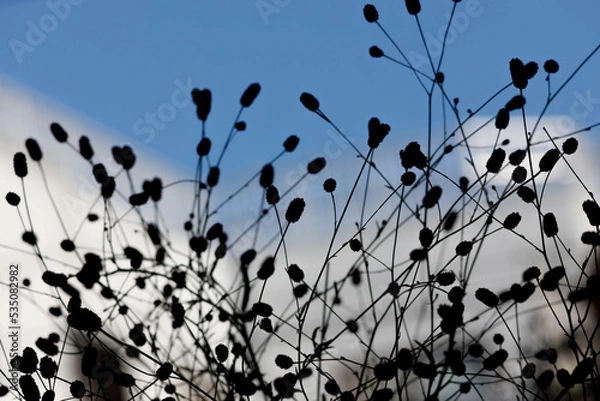 Obraz 2022秋02-草花