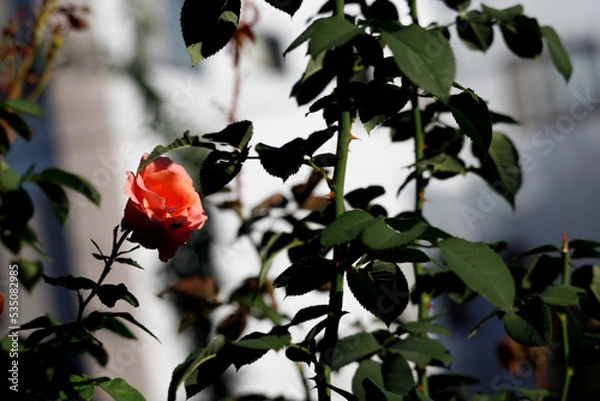 Obraz 2022秋02-草花