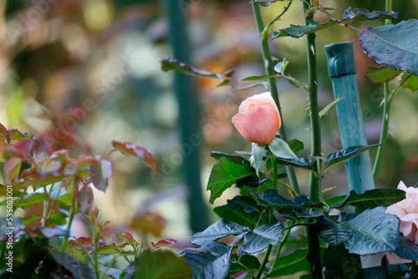 Obraz 2022秋02-草花