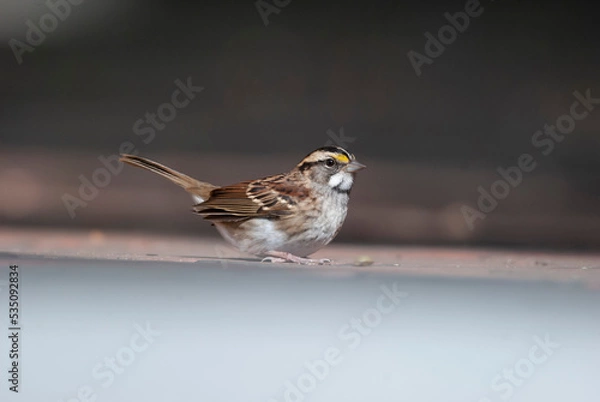 Obraz White Throated Sparrow on a ledge