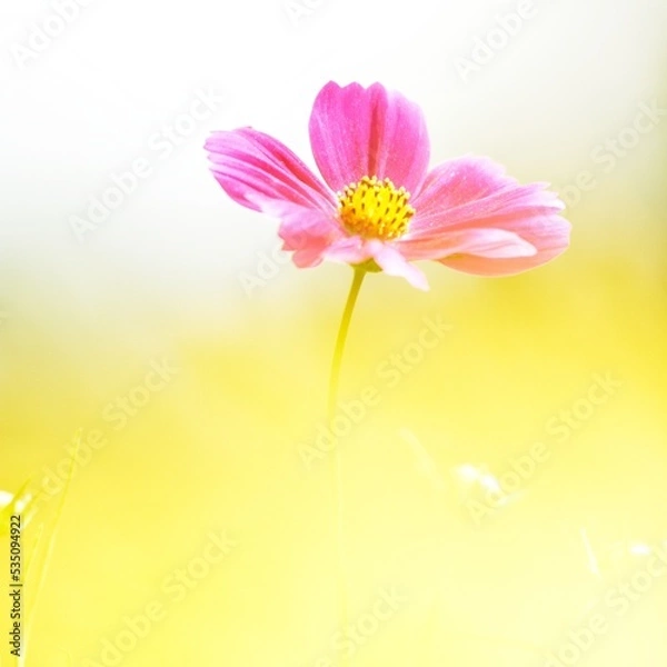 Obraz pink daisy flower