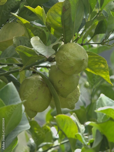 Obraz Green lemons on tree