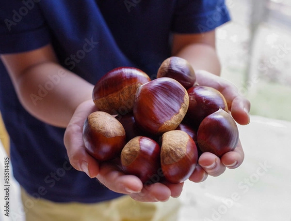 Obraz 秋に収穫した大きな栗