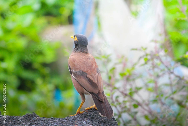Obraz red billed hornbill