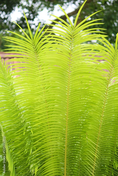Obraz green palm leaves