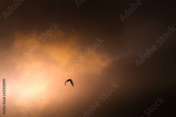 Obraz sunset in the sky