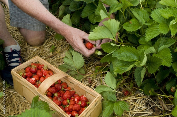 Obraz Erdbeerernte