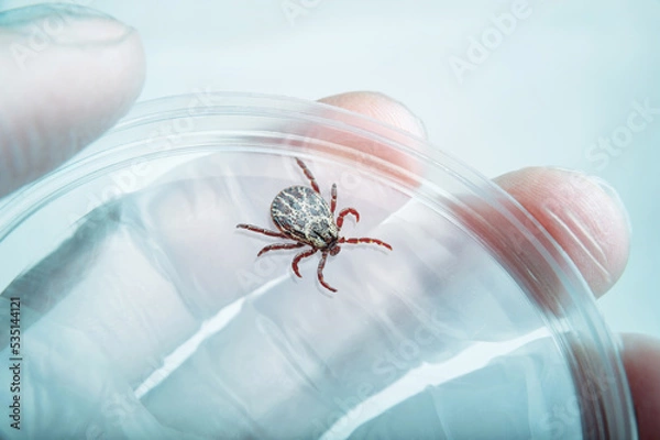 Fototapeta Encephalitis Infected Tick Parasite Insect Laboratory Tube Glass Vial Science Medical Research Isolated on White. Encephalitis Virus or Lyme Borreliosis Disease Infectious Dermacentor Tick Macro.