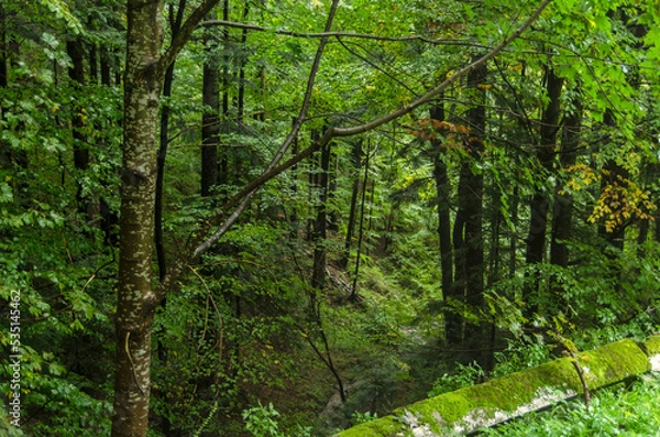Fototapeta Las  jesienny 