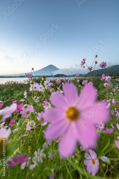 Obraz 富士山とコスモス（河口湖）
