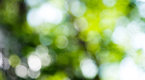 Obraz Green bokeh out of focus background from forest