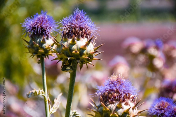 Obraz Fiori colorati in una giornata di sole 