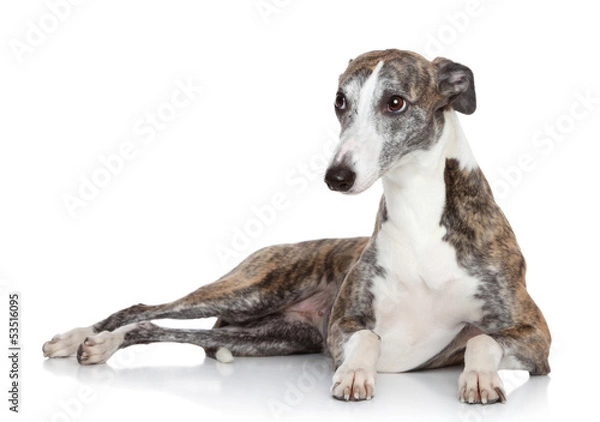Fototapeta Whippet lying in front of white background
