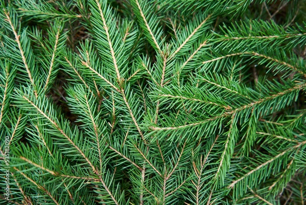 Fototapeta Christmas fir tree branch background, top view