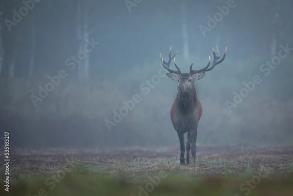 Fototapeta Red deer in forest (Cervus elaphus) Stag