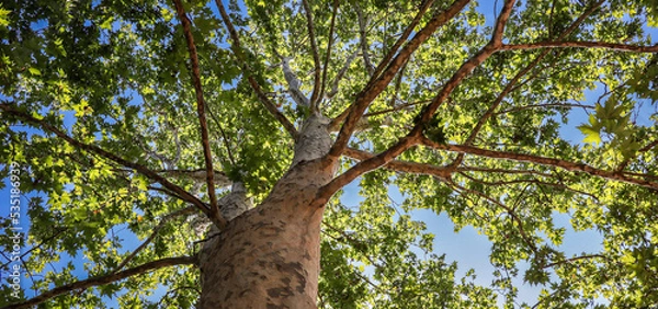 Fototapeta Panorama Leaf Tree in Lombardia. Below View of Green Tree with Trunk in Italy during Summer Season.