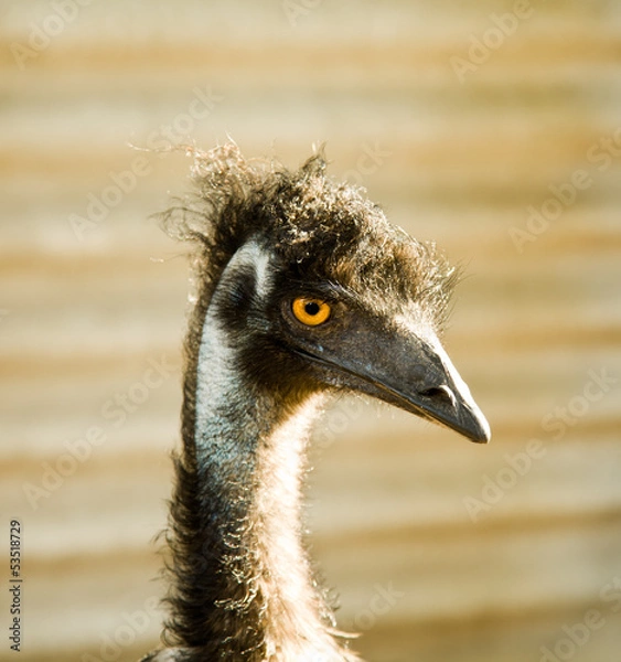 Obraz The funny ostrich