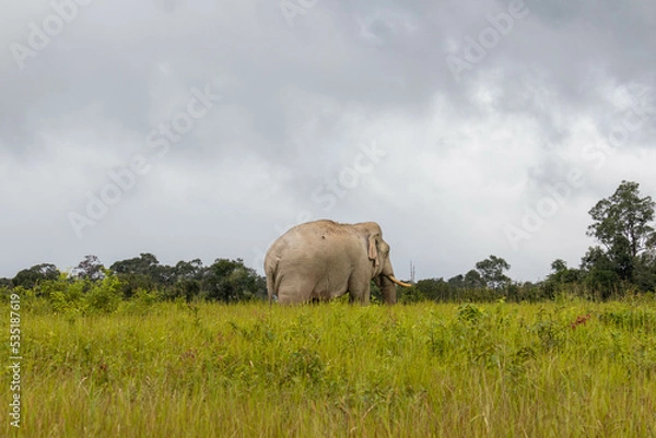 Fototapeta elephant Walking