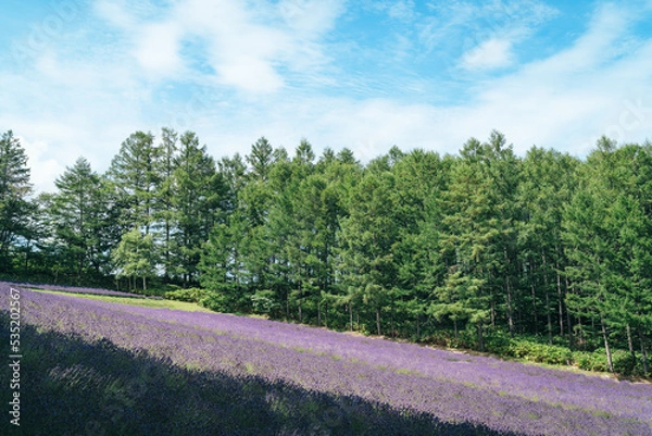 Fototapeta ラベンダー畑 北海道 富良野