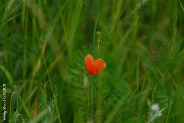Fototapeta Eine Mohnblüte die aussieht wie ein Herz