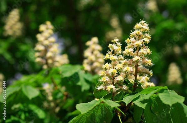 Obraz chestnut at spring